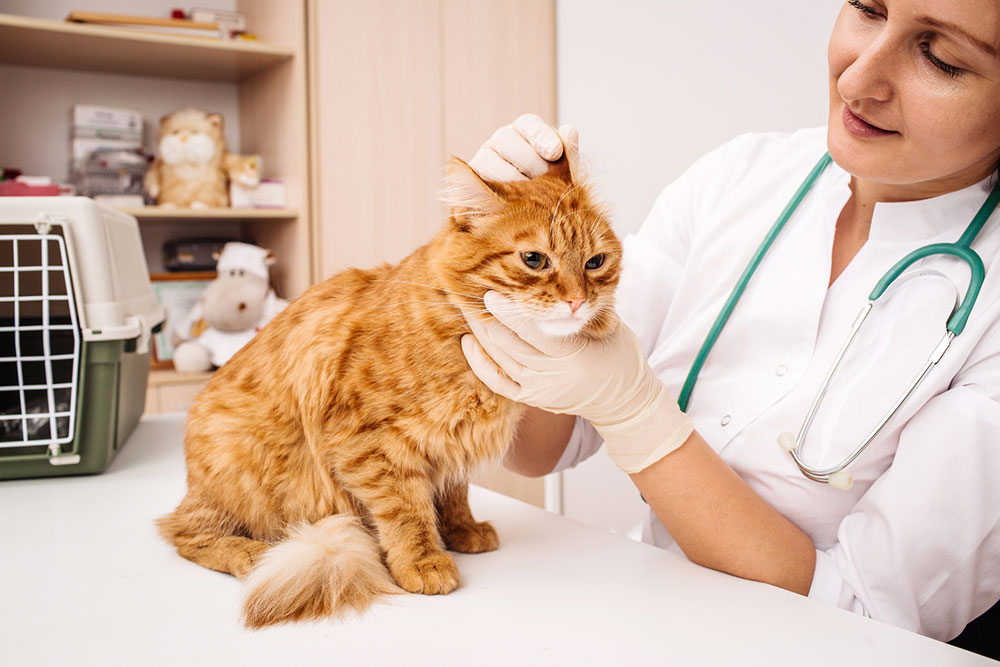 Side effects of pet meds that one should know
