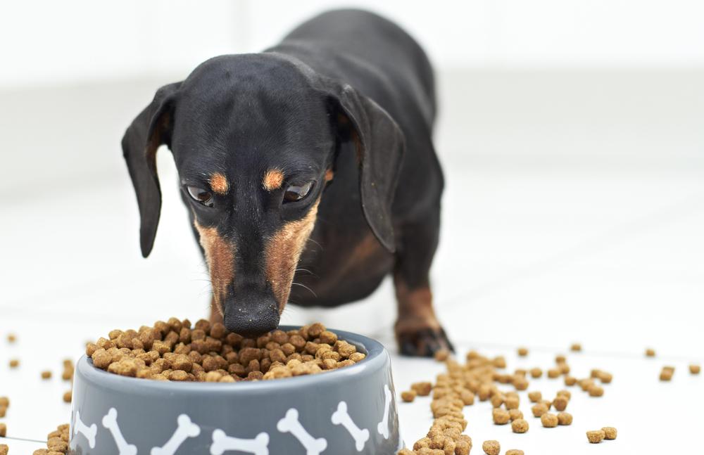 Picking a Healthy Dog Food