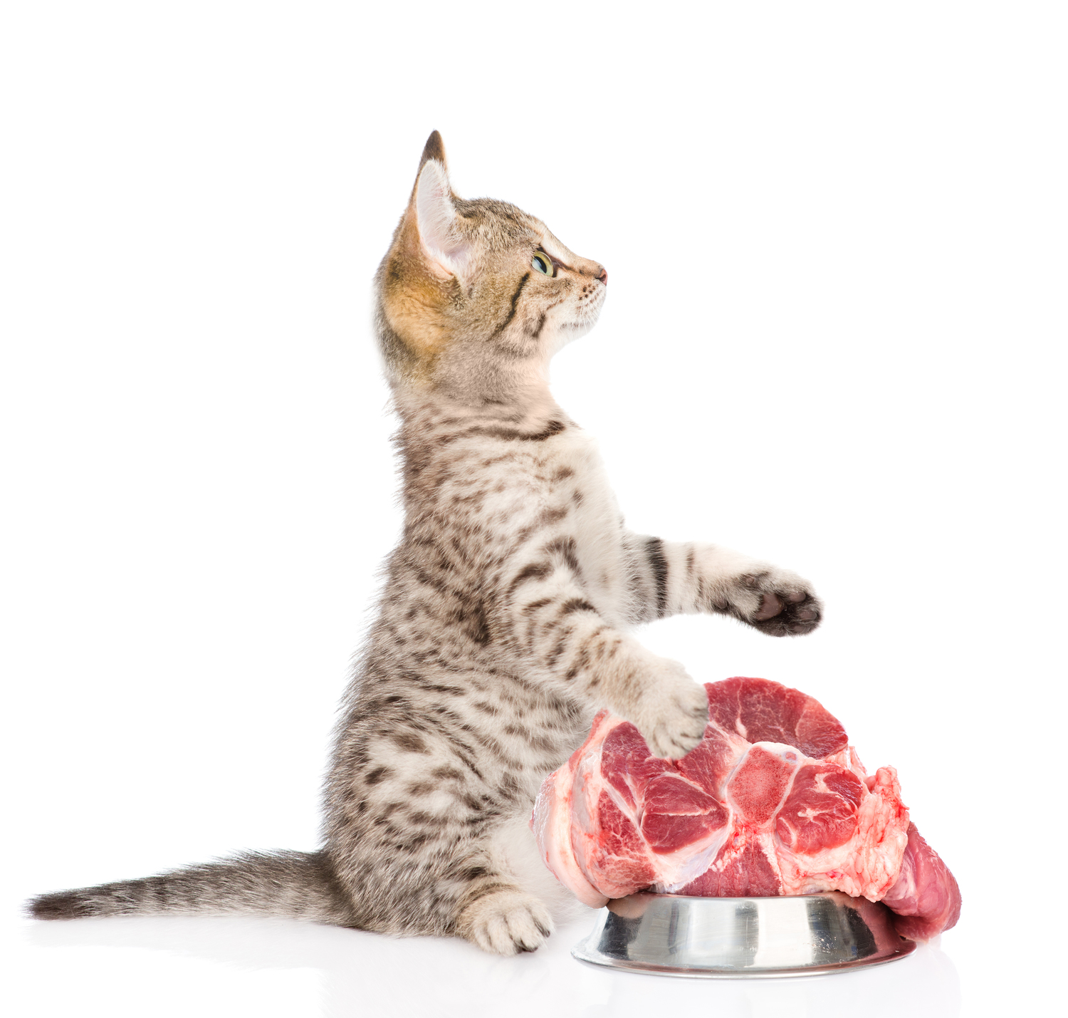 6 Human Foods That are Unsafe for Cats